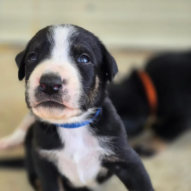 A baby medium-sized male Mixed Breed dog named Davinci for adoption in Alexandria, VA