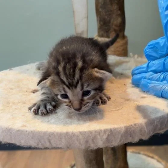 A baby small-sized female Domestic Short Hair cat named Salsa for adoption in Livingston, TX