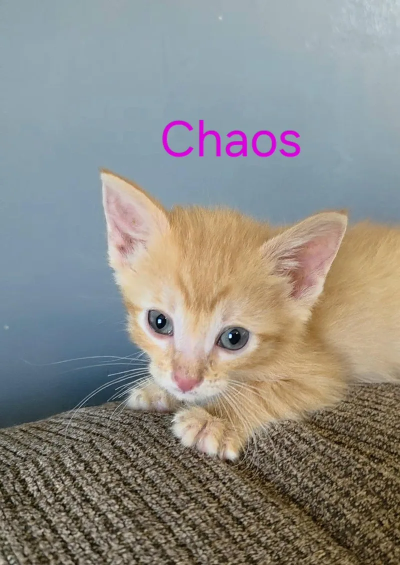 Chaos thumbnail 3