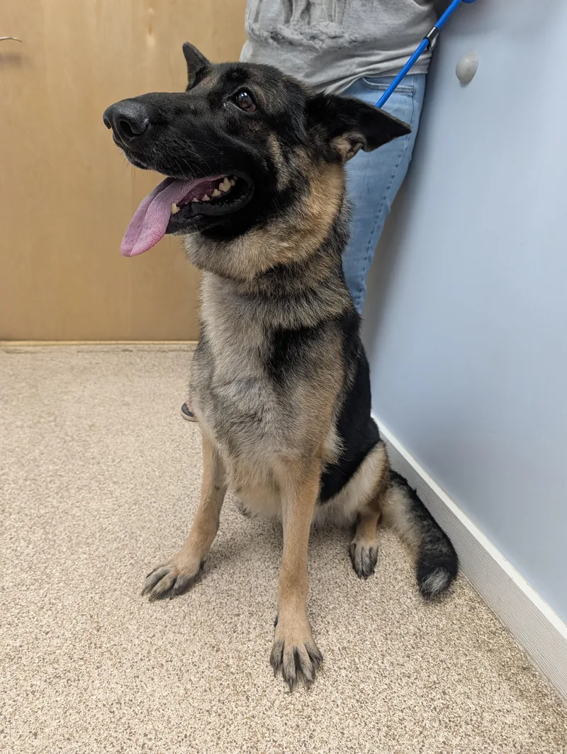 An adult large-sized female Brown / Chocolate German Shepherd Dog named Coco for adoption in Johnstown, PA