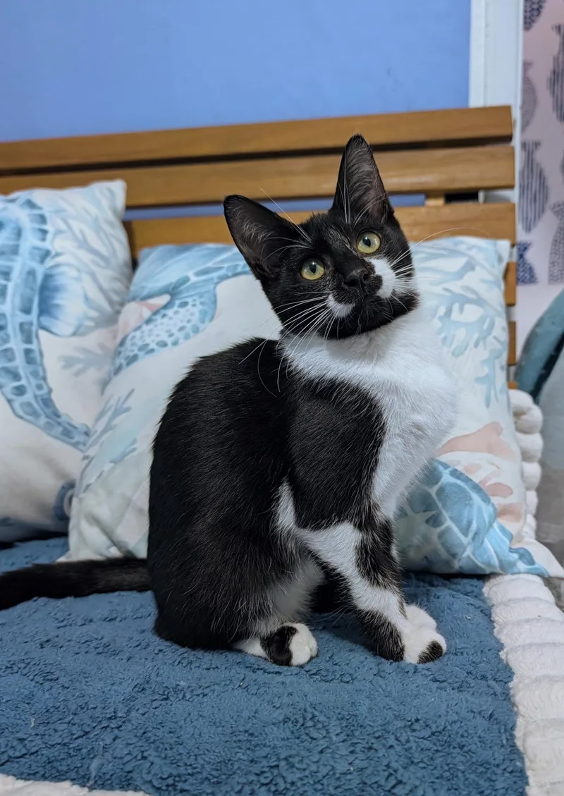 A baby medium-sized female Black & White / Tuxedo Domestic Short Hair cat named Calligraphy for adoption in Beaverton, OR