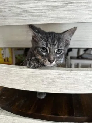 A baby small-sized male Domestic Medium Hair cat named Myers for adoption in Fort Worth, TX
