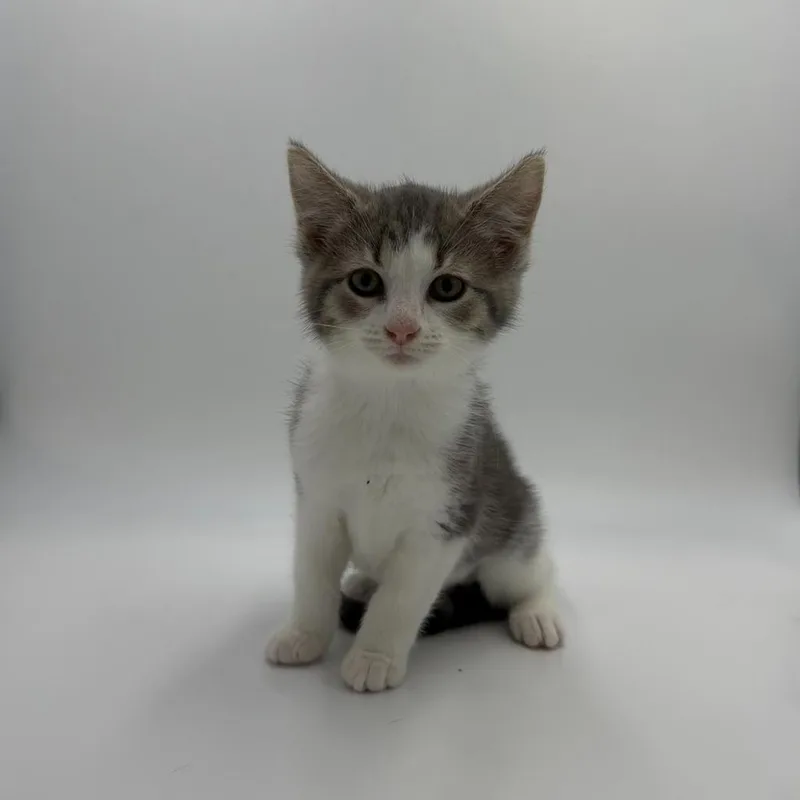 A baby medium-sized female Domestic Short Hair cat named Pork Bun for adoption in State College, PA