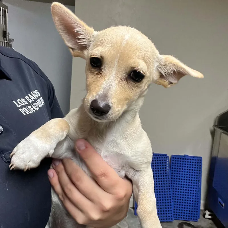A baby small-sized female Apricot / Beige Chihuahua dog named Suzyq for adoption in Antioch, CA