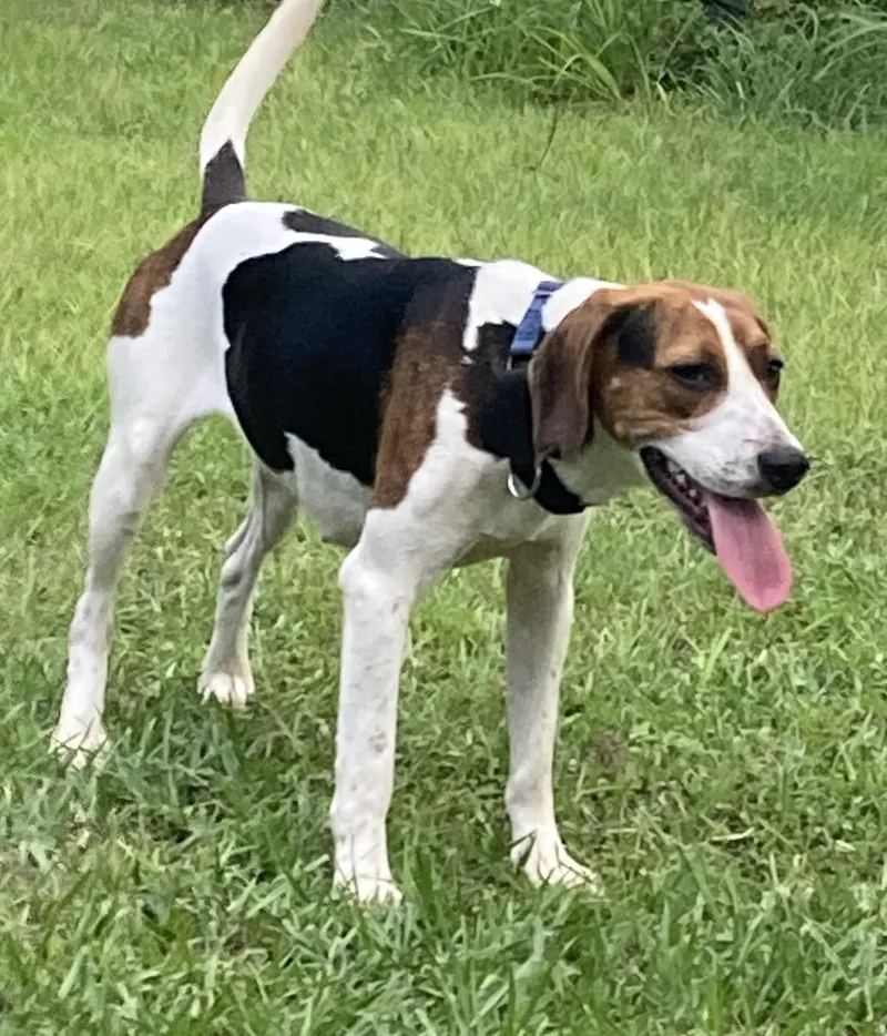 An adult medium-sized female Hound dog named Siri for adoption in Tampa, FL