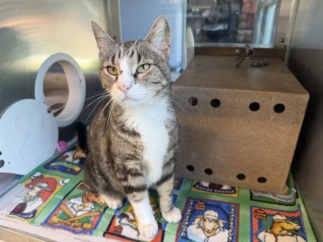 A senior large-sized male Domestic Short Hair cat named Mr Boots for adoption in Grand Prairie, TX