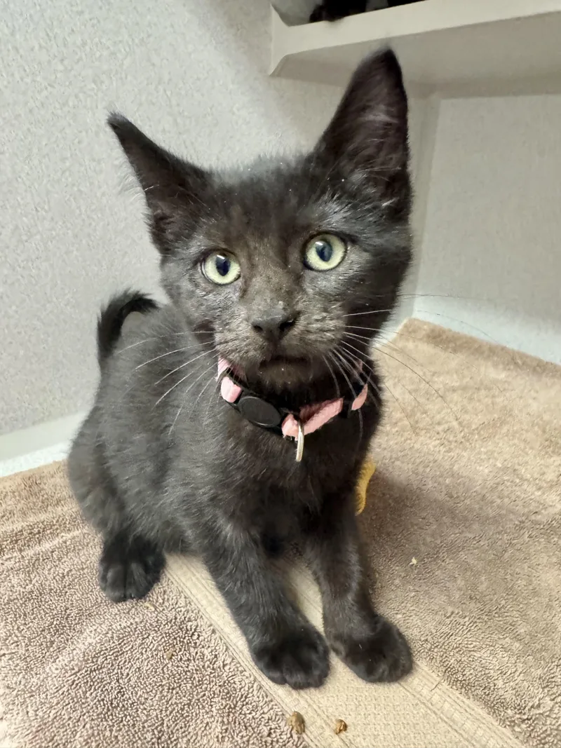 A baby medium-sized female Domestic Short Hair cat named Gemma for adoption in Red Bluff, CA