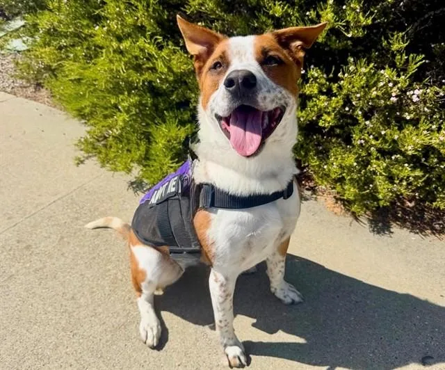 An adult medium-sized male Australian Cattle Dog / Blue Heeler dog named August for adoption in San Luis Obispo, CA