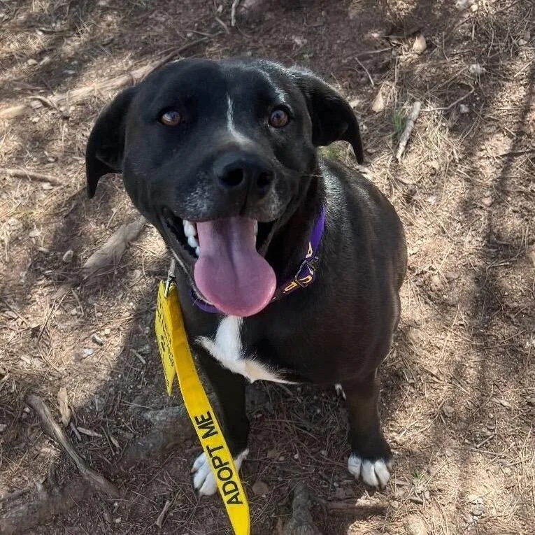 An adult medium-sized male Black Labrador Retriever dog named Shaydo for adoption in Simpsonville, SC