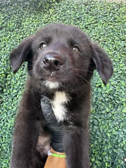 A baby small-sized male Black Mixed Breed dog named 61015106 for adoption in El Paso, TX
