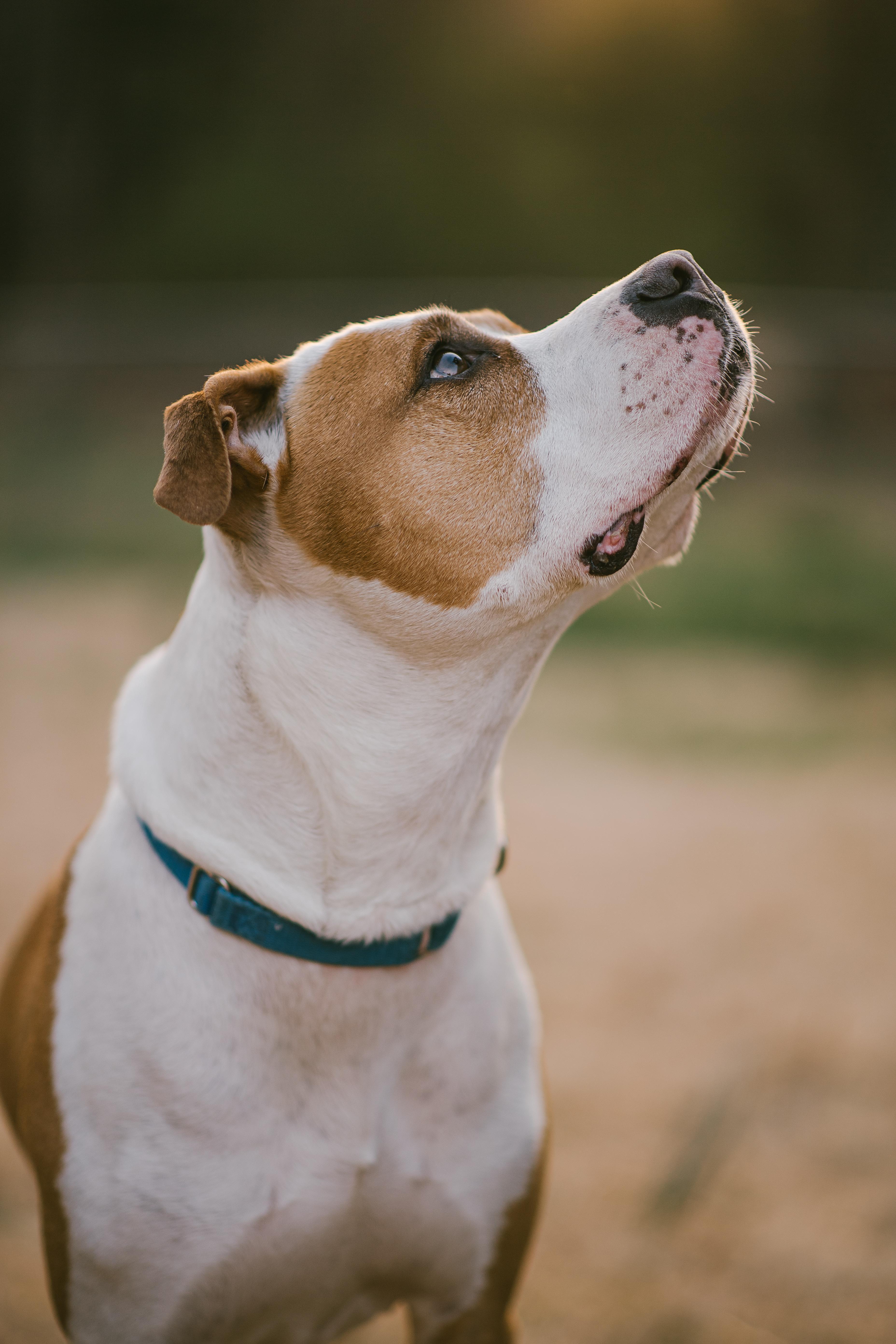 Frampton thumbnail 2