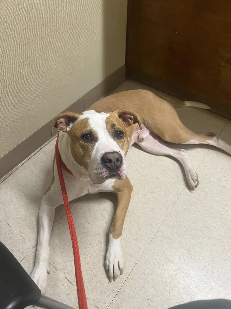 Frampton thumbnail 3