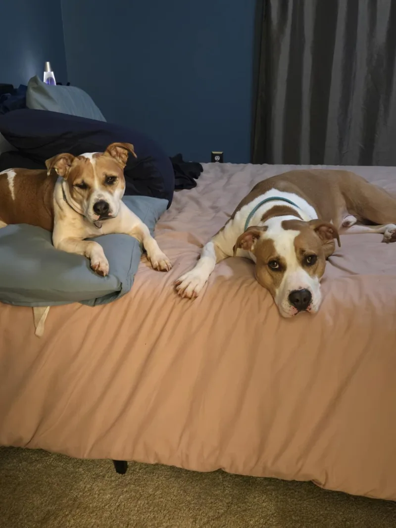 Frampton thumbnail 5