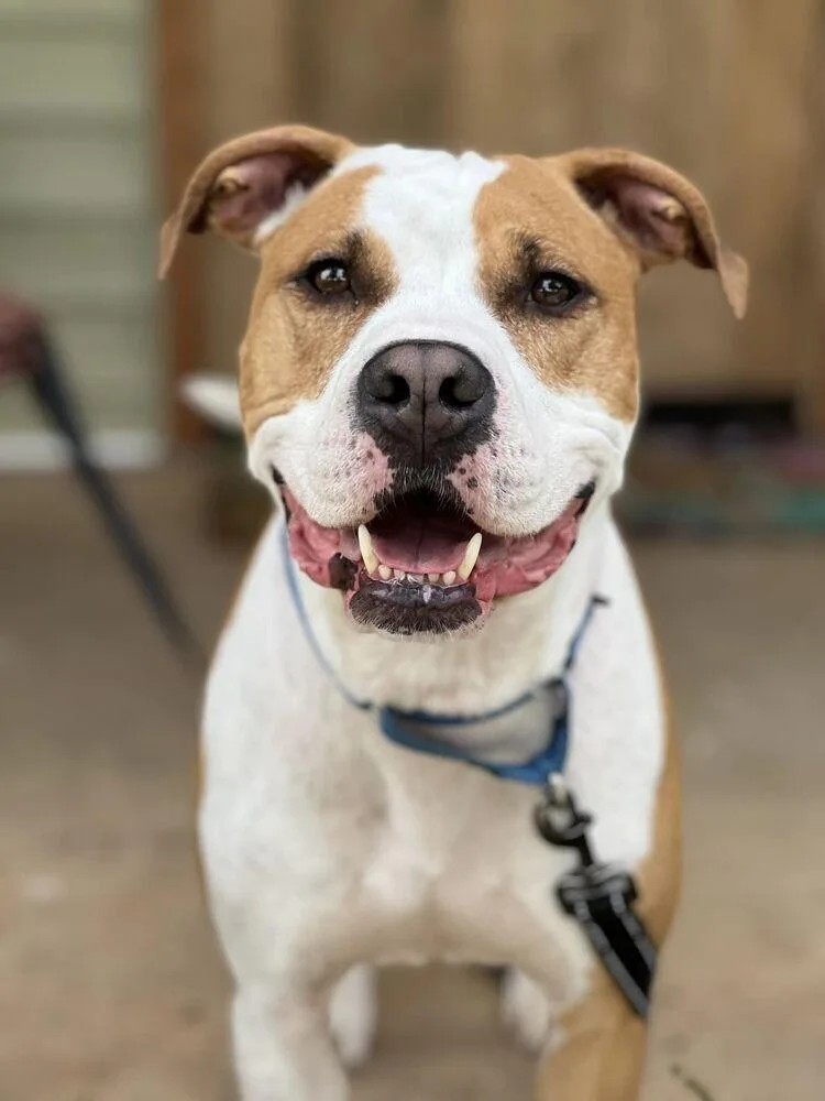 Frampton thumbnail 6