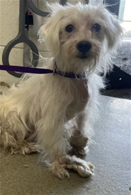 An adult small-sized female Maltese dog named Sadie for adoption in San Bernardino, CA