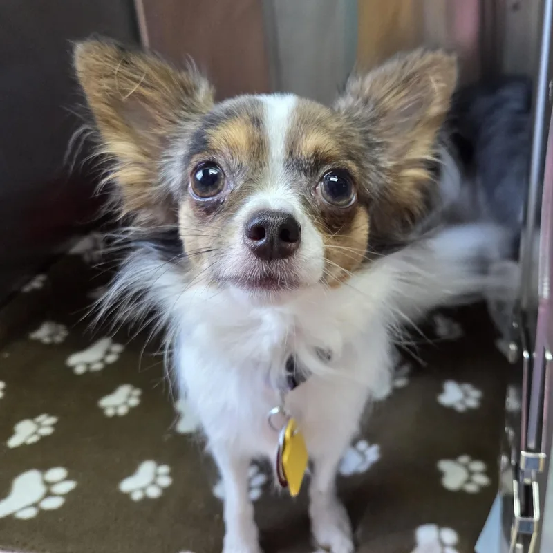 An adult small-sized female Tricolor (Brown, Black, & White) Chihuahua dog named LaVerta for adoption in Brookings, SD