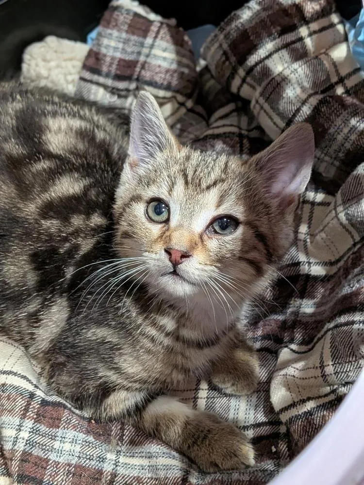 A baby medium-sized male Tabby (Brown / Chocolate) Domestic Short Hair cat named Spike for adoption in Clinton Township, MI