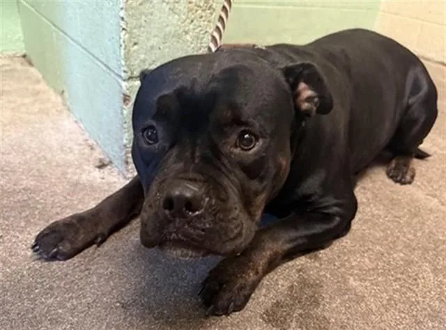 An adult large-sized female Terrier dog named Sheila for adoption in Sacramento, CA