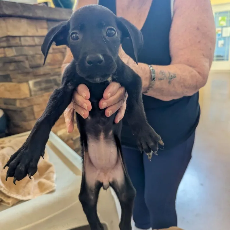 A baby small-sized female Black Mixed Breed dog named Mrs. White for adoption in Lynchburg, VA