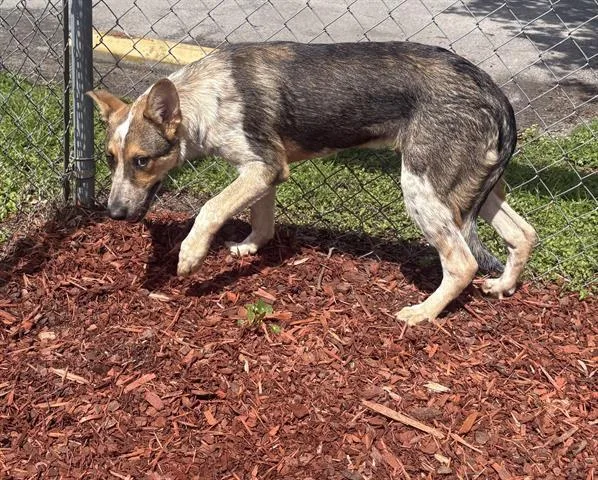 A young medium-sized male Australian Cattle Dog / Blue Heeler dog named Cowboy for adoption in Panama City, FL
