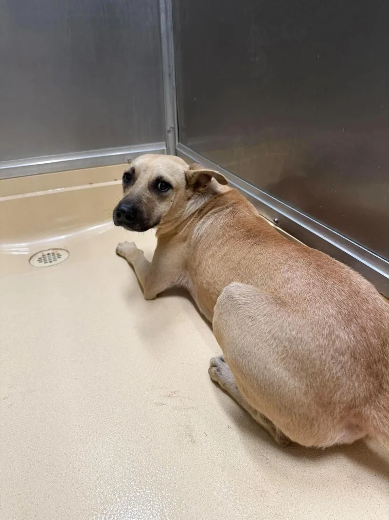 An adult medium-sized female Pit Bull Terrier dog named Unknown for adoption in Burgaw, NC