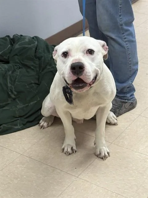 An adult medium-sized male Pit Bull Terrier dog named Kane for adoption in Killeen, TX