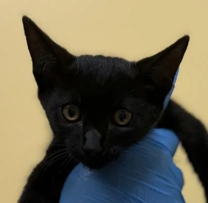 A baby small-sized male Domestic Short Hair cat named Binx for adoption in Honolulu, HI