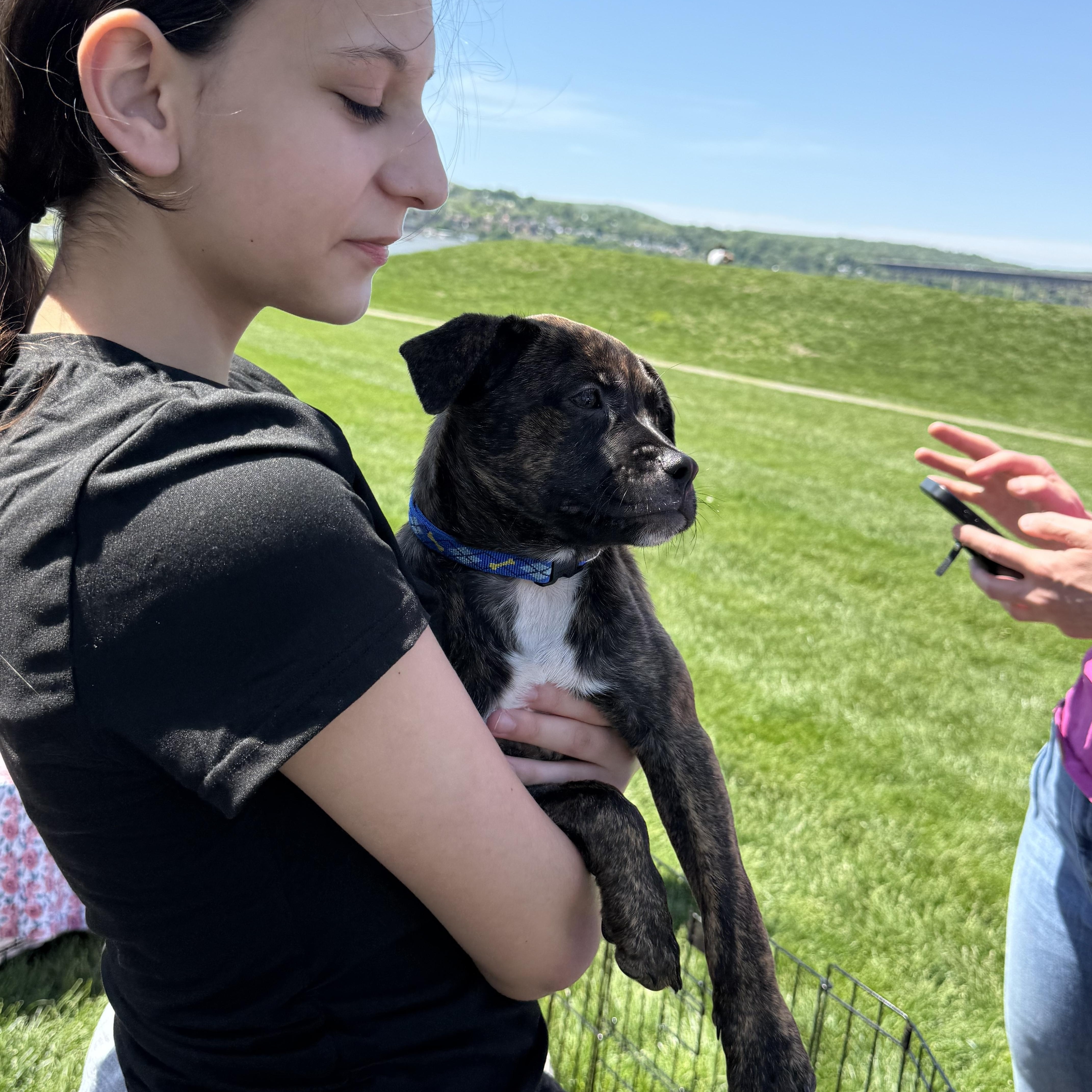 A young medium-sized male Boxer dog named Rocco for adoption in Pleasant Valley, NY