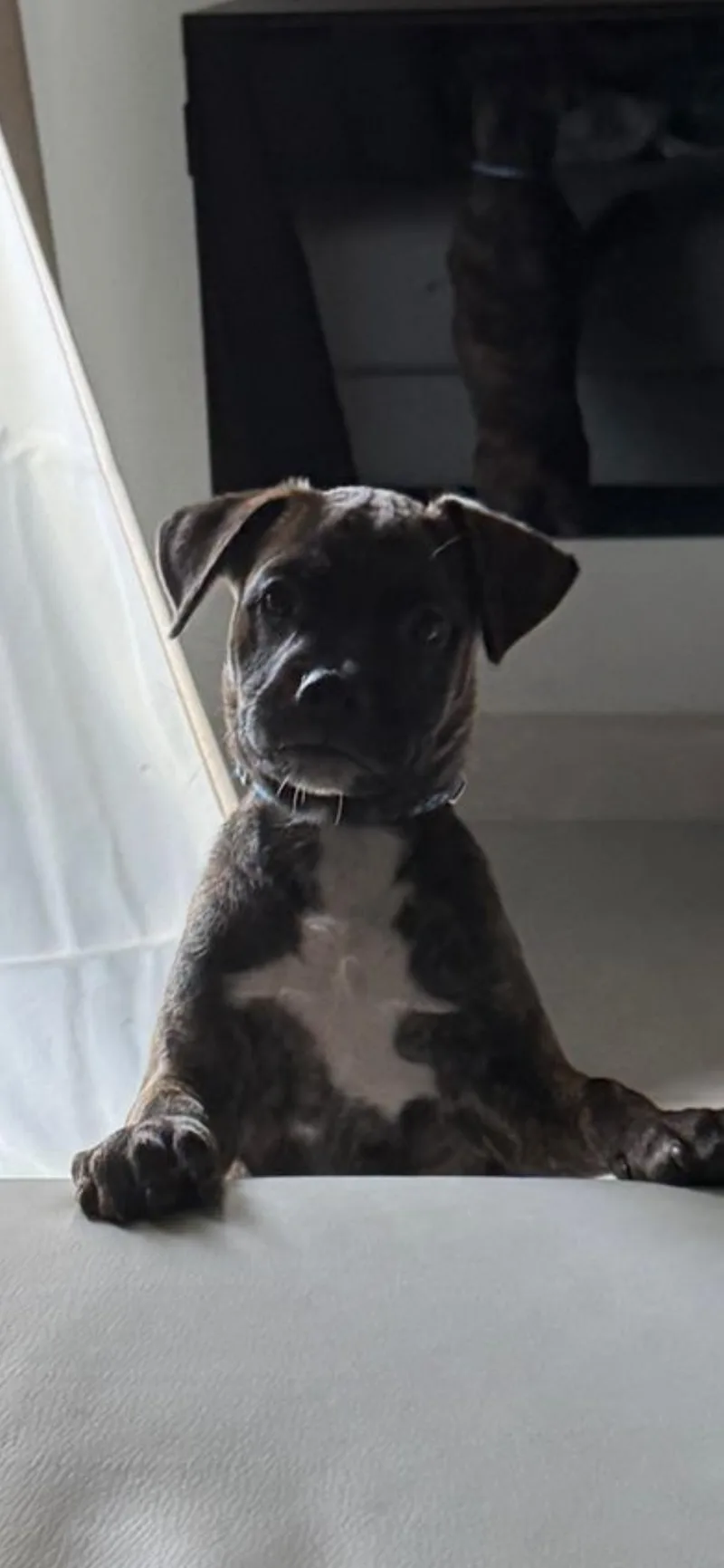 Rocco thumbnail 3