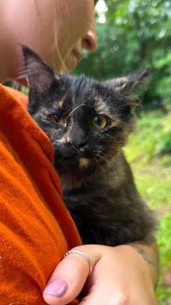 A baby large-sized female Domestic Medium Hair cat named Cayenne for adoption in Parsons, WV