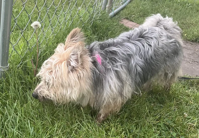 An adult small-sized male White / Cream Silky Terrier dog named George Clooney for adoption in Grayslake, IL