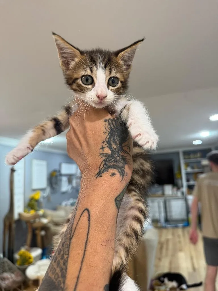 A baby large-sized male Domestic Short Hair cat named Toffee for adoption in warrenville, SC