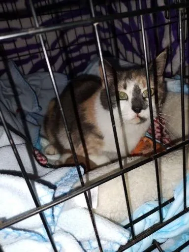 An adult medium-sized female Domestic Short Hair cat named Sassafras for adoption in Windsor, CT