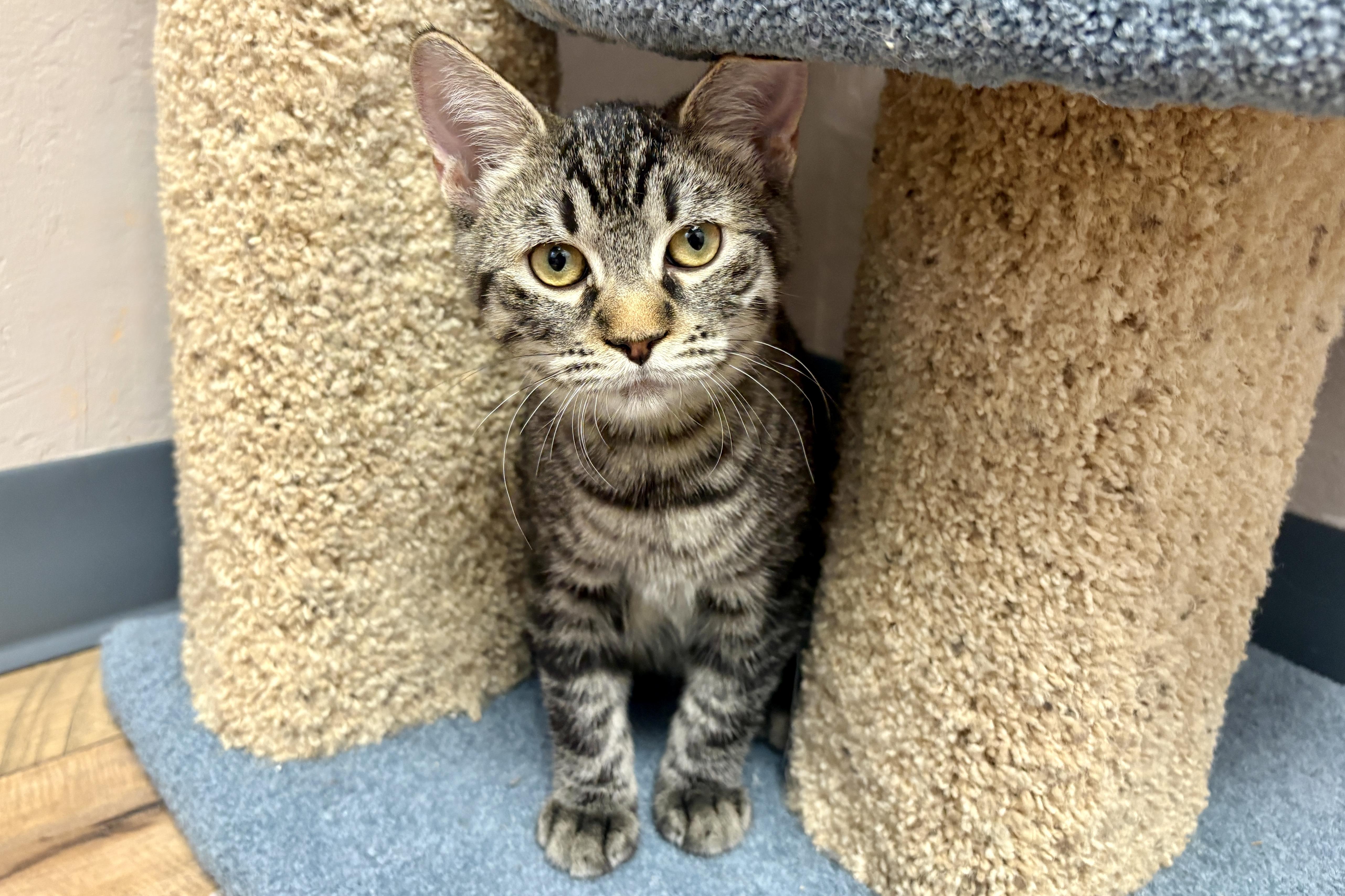 A baby small-sized male Domestic Short Hair cat named Chief for adoption in Fountain Hills, AZ