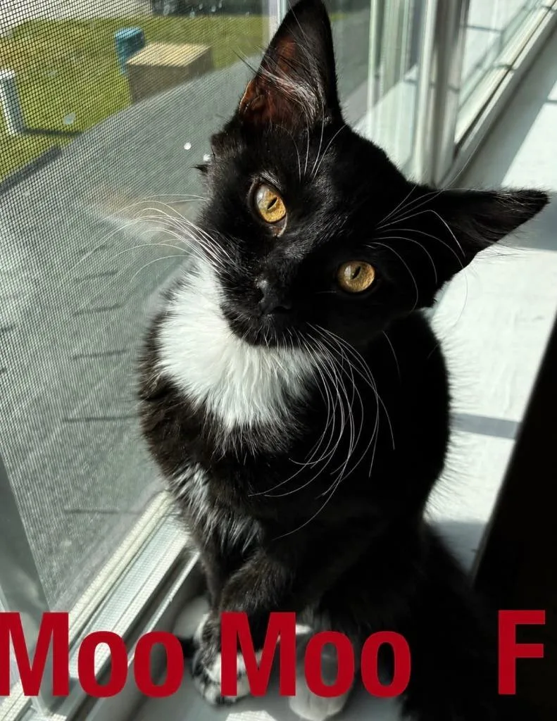 A baby small-sized female Domestic Short Hair cat named MooMoo for adoption in Darien, GA