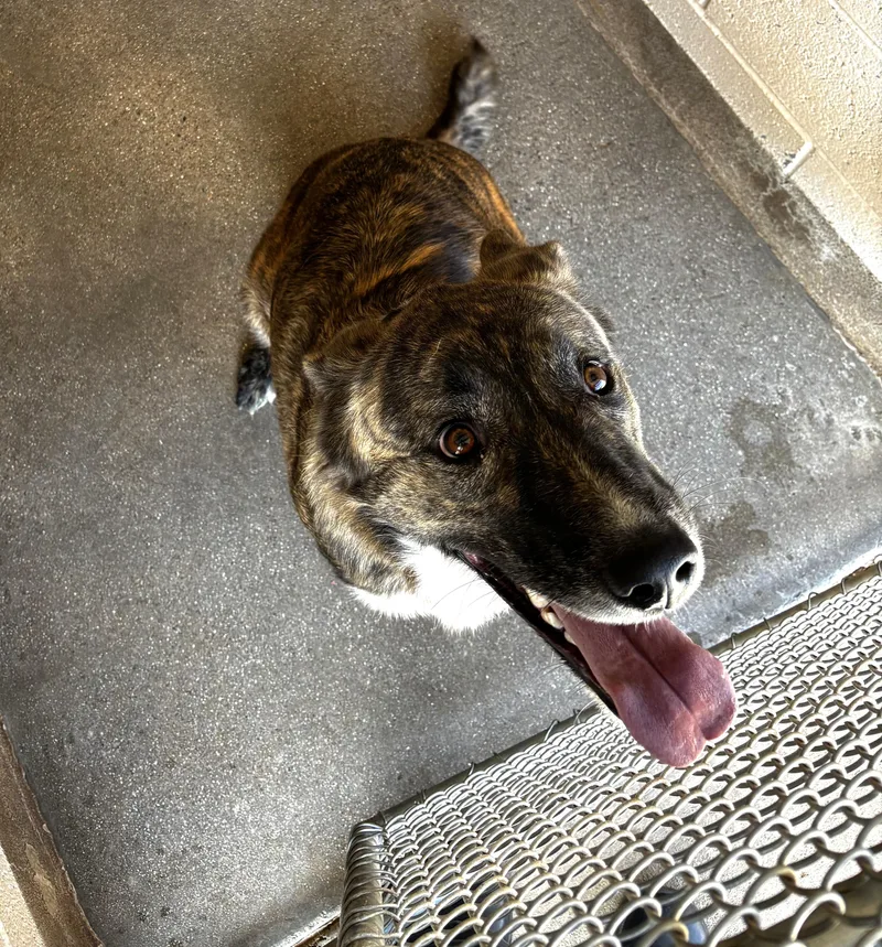 An adult large-sized male Brindle Pit Bull Terrier dog named Toby for adoption in Sierra Vista, AZ