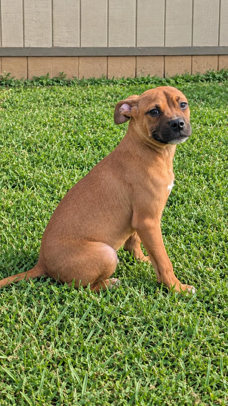 A young medium-sized male Golden Pit Bull Terrier dog named Dean for adoption in Jackson, GA