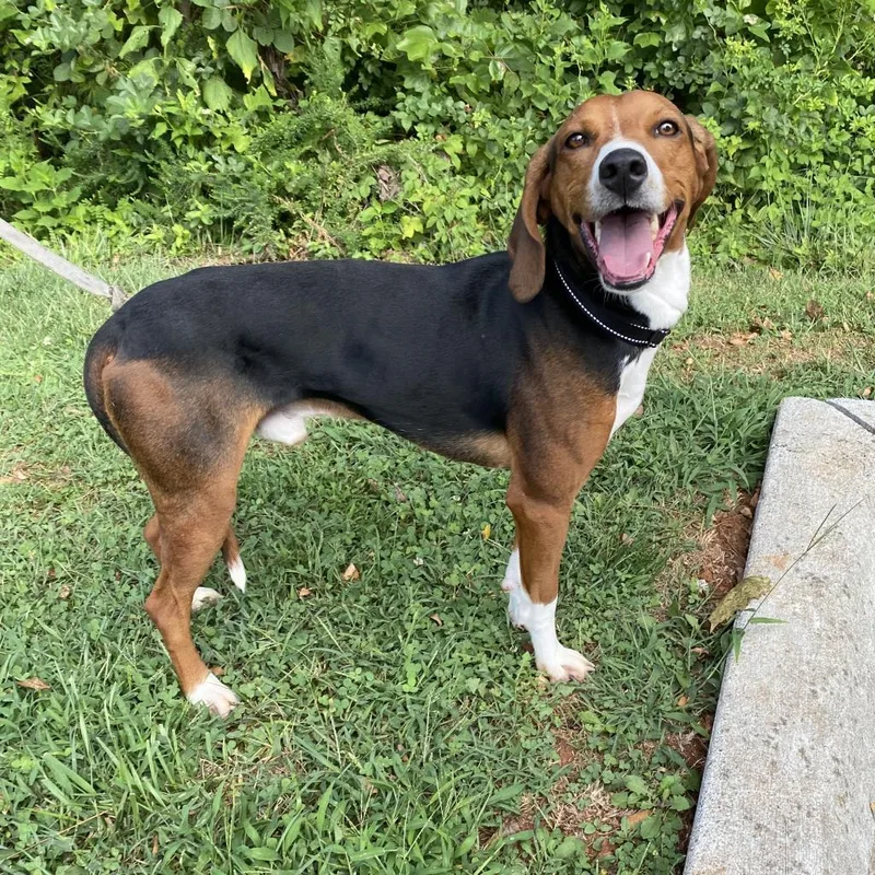 A senior medium-sized male Hound dog named Bronco for adoption in Lynchburg, VA