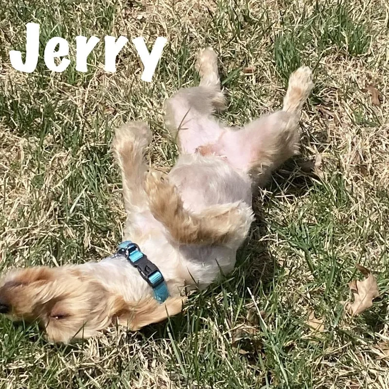Jerry thumbnail 2
