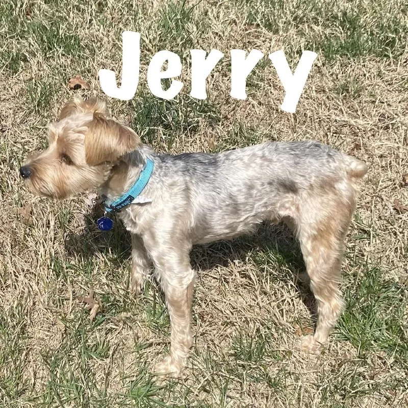 Jerry thumbnail 3