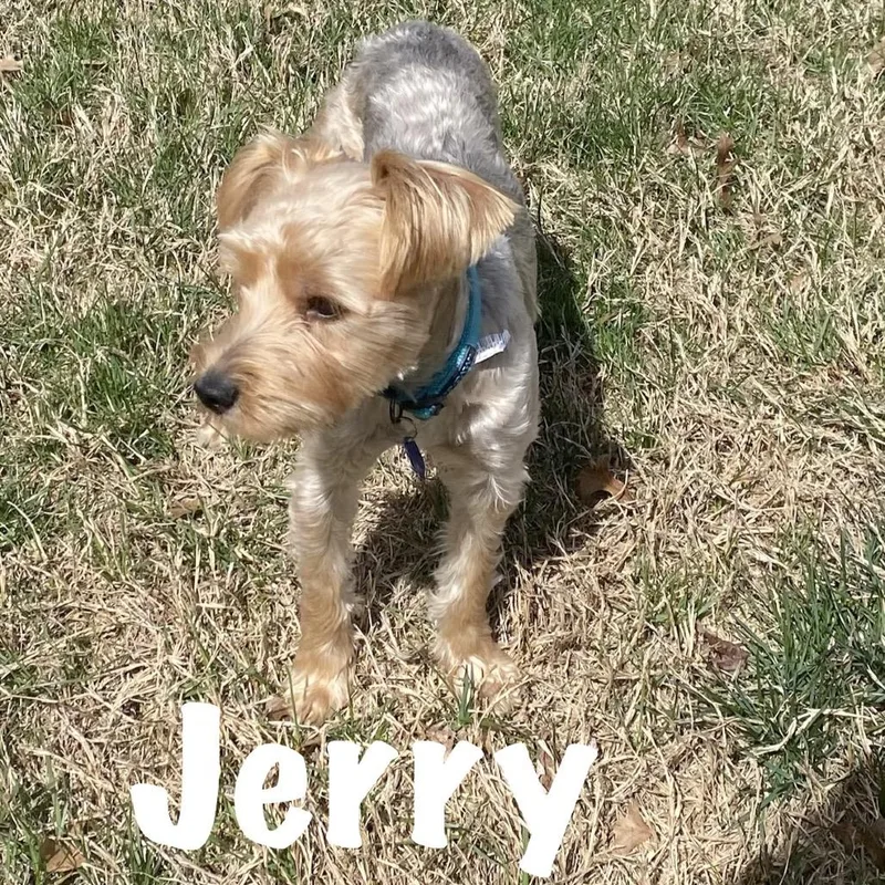 Jerry thumbnail 4