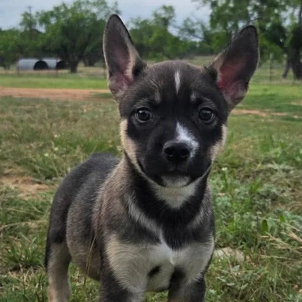 A baby medium-sized female Black Shepherd dog named Rio for adoption in Bryan, TX