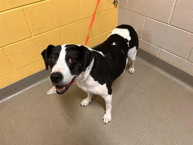 An adult medium-sized female Australian Cattle Dog / Blue Heeler dog named Coco for adoption in Colorado Springs, CO
