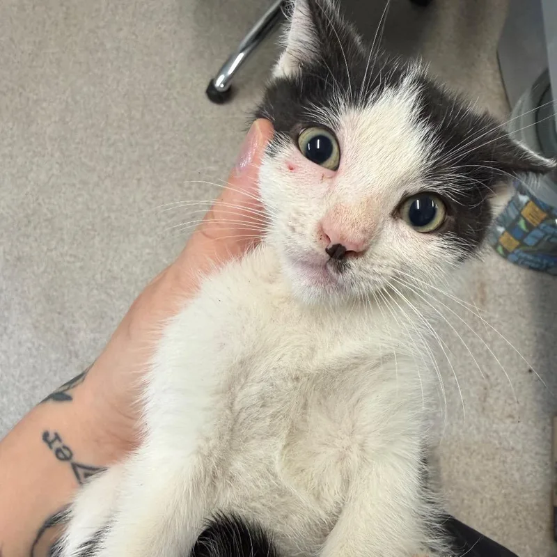 A baby small-sized male Black Domestic Short Hair cat named Brave for adoption in Horn Lake, MS