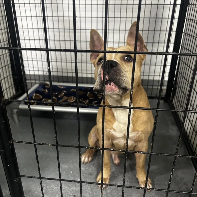 An adult large-sized male Yellow / Tan / Blond / Fawn Terrier dog named Gerbil for adoption in St. Louis, MO