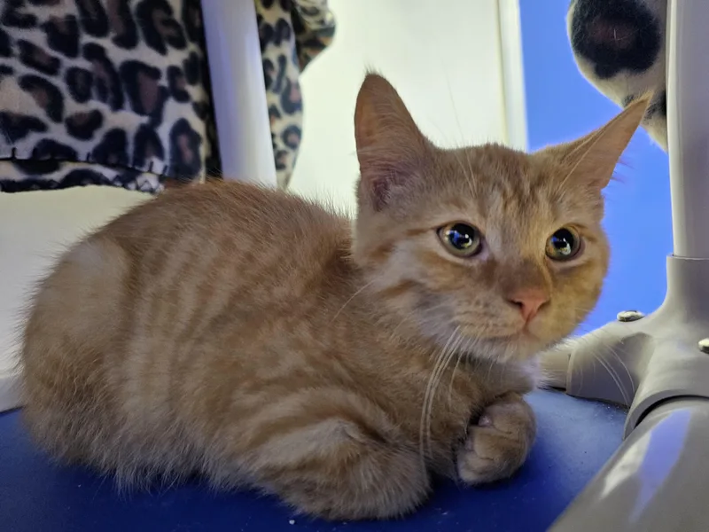 A baby medium-sized male Tabby (Orange / Red) Domestic Short Hair cat named Gomez for adoption in Dunkirk, NY