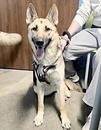 A young medium-sized female German Shepherd Dog dog named Nina for adoption in Houston, TX