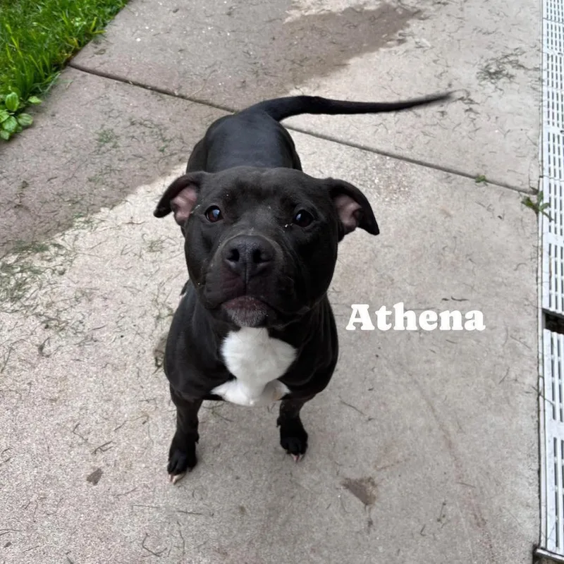 A young large-sized female Black Pit Bull Terrier dog named Athena for adoption in Moline, IL