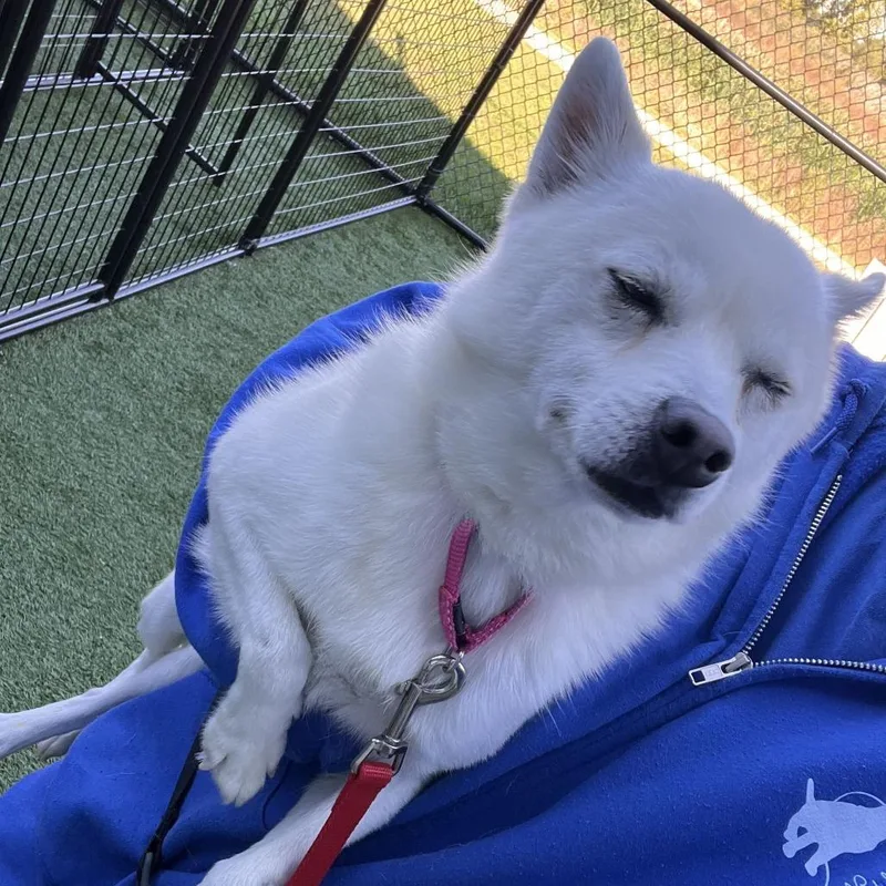 An adult small-sized male White / Cream Pomeranian dog named Vassal for adoption in Matteson, IL