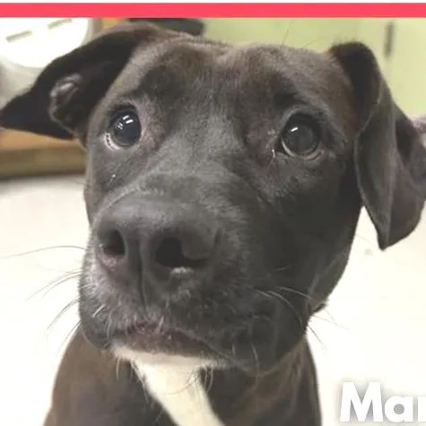 An adult medium-sized female Black Labrador Retriever dog named Marina for adoption in Muncie, IN